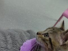 -心仪动物医院·牙专科·肿瘤·心脏科(西客站院)