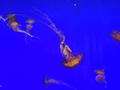 -上海海洋水族馆