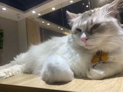 -藏猫猫咖啡主题馆(中央大道店)