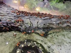 -正佳雨林生态植物园