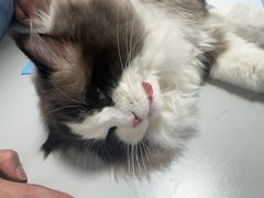 -东日国际动物医院·CT·心脏专科(桃源分院)