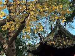 -秋霞圃
