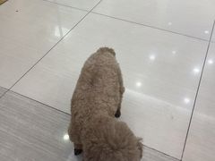 -全心全意连锁动物医院·微创中心·内科急重症·心脏专科(丰管路店)