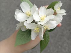 -木兰云雾山