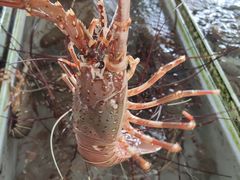 -南沙十九涌渔人码头-南门