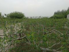 -小六农家乐(崇明西沙湿地店)