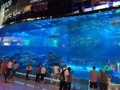 -迪拜水族馆及水下动物园
