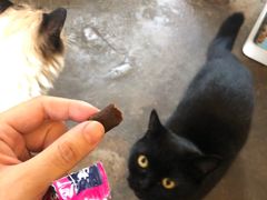 -喵屿·大理花园猫咖