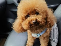 -瑞派名望24h动物医院异宠专科·猫专科·骨科·重症监护分院