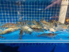 水产区-渔夫蒸鲜(世奥湾店)