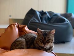 -飞行喵MR PILOT|猫舍·猫咖(静安大融城店)