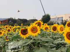 -君乐宝优致牧场