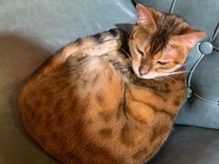 -猫色咖啡·猫咖