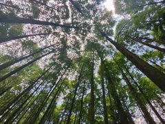 -武陵山森林公园