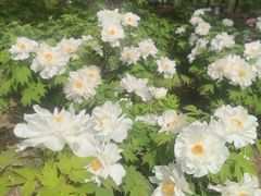-石家庄市植物园