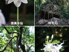 -莫里热带雨林景区
