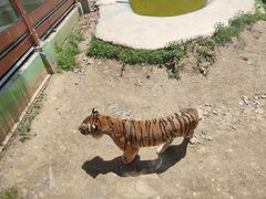 -栾川竹海野生动物园
