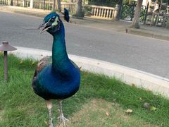 -J Create城市露营咖啡·简餐·宠物(上海动物园店)