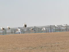 -盐城丹顶鹤湿地生态旅游区