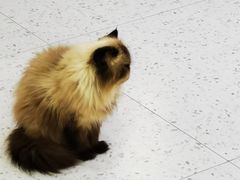 -喵园·猫主题咖啡厅·撸猫·猫咖(国贸店)