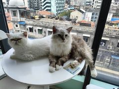 -怪兽屋·羊驼·猫咖·狗咖(俊华广场店)