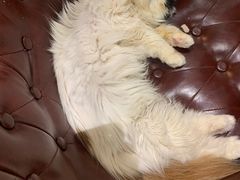 -猫小院猫主题餐厅(三里屯店)
