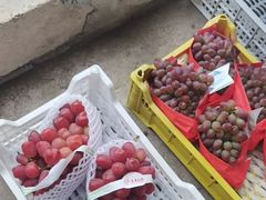 -马陆小张葡萄园农家乐