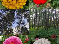 -上海共青森林公园