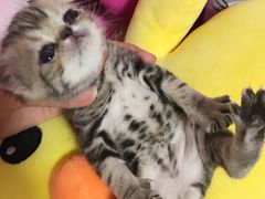-纳吉亚猫专科动物医院博雅分院