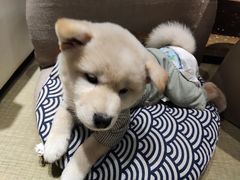 -逗柴咖啡屋·狗咖猫咖宠物桌游