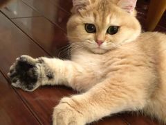 -东方名猫馆·英短金渐层布偶猫舍(环线广场1号楼店)