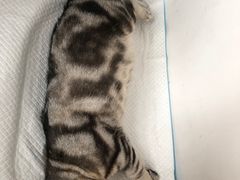 -灵美宠物诊所