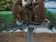 -西霞口神雕山野生动物世界