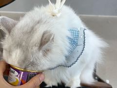 -共舞时光猫咖·狗咖(新街口店)