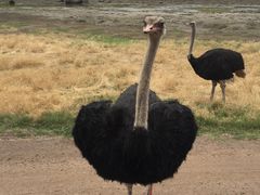 -威勒比开放式动物园