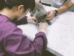 -宠爱国际动物医院·疑难骨科·心肾内科·皮肤科(太阳宫店)