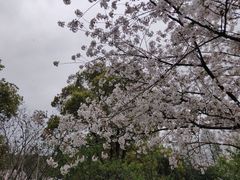 -苏州上方山国家森林公园