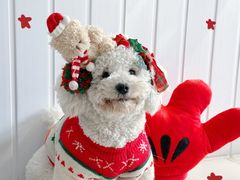 -汪说·狗咖·拼豆·宠物周边DIY(旺城大厦店)