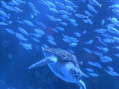 -太平洋海底世界