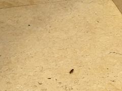 -十八棵（老龙井）御茶园(老龙井店)