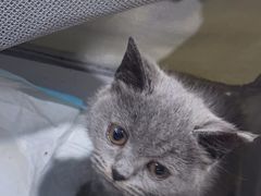 -天使宠物医院·犬猫分诊(彩虹店)