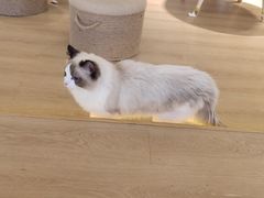 -猫腻·猫咖·撸猫馆(星光大道店)