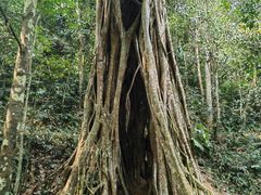 -中国科学院西双版纳热带植物园