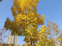 -群力丁香公园