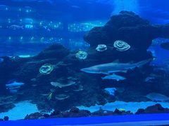 -成都浩海立方海洋公园