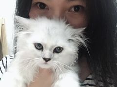 -瑞鹏宠物医院·骨科·猫科·内科(第一中心)