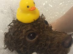 -PETKIT 小佩宠物·低压洗护·美容·寄养(安远店)