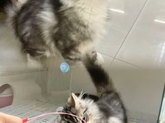 -lincat·猫舍(广州店)