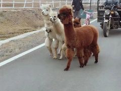 -大连铭湖国际观光牧场
