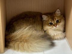 -谐和益家动物医院·免疫绝育·血液透析·宠保定点医院(高新伊藤分院)